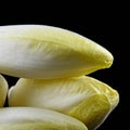 Fresh endives Royalty Free Stock Photo