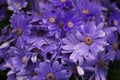 fresh and energetic purple chrysanthemum