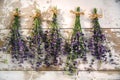 Fresh english lavender bundles hanging on weathered boards