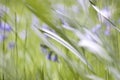 English Meadow Background In Spring