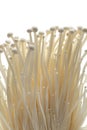 Fresh Enoki mushrooms Royalty Free Stock Photo