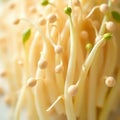 Fresh Enoki Mushrooms with Delicate Green Sprouts Royalty Free Stock Photo