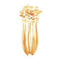 Fresh Enoki mushrooms on white background