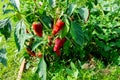 Fresh espelette pepper on the plant in the summer sun