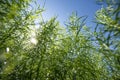 Estragon, Tarragon, Artemisia dracunculus, growing in the garden Royalty Free Stock Photo