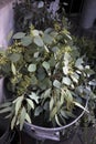 Fresh eucalyptus branches in a large zinc basin