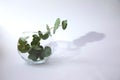 Ãâ¢ucalyptus in a glass vase