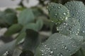 Fresh eucalyptus leaves with dew drops, closeup. Space for text Royalty Free Stock Photo