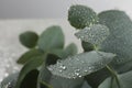 Fresh eucalyptus leaves with dew drops, closeup. Space for text Royalty Free Stock Photo