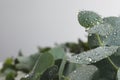 Fresh eucalyptus leaves with dew drops on grey background, closeup. Space for text Royalty Free Stock Photo