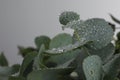 Fresh eucalyptus leaves with dew drops on grey background, closeup. Space for text Royalty Free Stock Photo