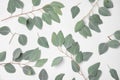 Fresh eucalyptus leaves