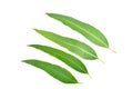 Eucalyptus leaves isolated on white background. Clipping path Royalty Free Stock Photo