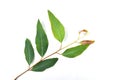 Eucalyptus leaves isolated on white background. Clipping path Royalty Free Stock Photo