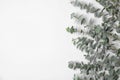 Fresh eucalyptus leaves on white background