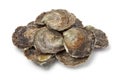 Fresh European flat oysters