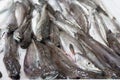 Fresh european hake fish on display