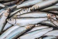 Fresh European sprats fish, known as bristling, brisling, garvie, garvock, Russian sardine, russlet, skipper or whitebait Royalty Free Stock Photo