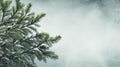 Fresh Evergreen Branches on a Frosty Background. Copy Space