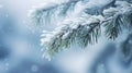 Fresh Evergreen Branches on a Frosty Background. Copy Space