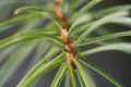 Fresh evergreen branches in the spring