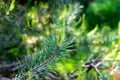Fresh evergreen pine twigs with green needles in the forest in spring and summer season.