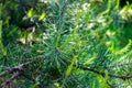 Fresh evergreen pine twigs with green needles in the forest in spring and summer season