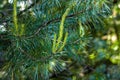 Fresh evergreen pine twigs with green needles in the forest in spring and summer season.