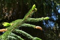 Fresh evolving spring needles and cones on branch tip of coniferous tree Oriental Spruce