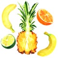 Fresh exotic fruits, banana, pineapple, orange, lime, tropical juicy fruit, healthy food, isolated, hand drawn