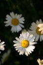 Fresh and fading Shasta daisy flowers Leucanthemum superbum dark background