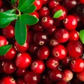 Fresh fall background cranberries art design Royalty Free Stock Photo