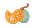 Fresh fall pumpkin with its slice and seeds. Round squash with orange pulp. Realistic autumn raw vegetable. Vintage hand