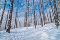 Fresh fallen snow in an urban maple winter woods. Buckets gathering tree sap for syrup. Royalty Free Stock Photo