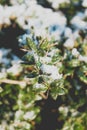 Fresh fallen, untouched snow in Northern Ireland Royalty Free Stock Photo