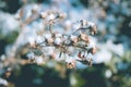 Fresh fallen, untouched snow in Northern Ireland Royalty Free Stock Photo