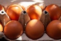 Fresh farm eggs in the cardboard boxes for storing eggs. Packaging for chicken made of recycled waste paper Royalty Free Stock Photo