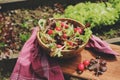 Fresh farm home growth reddish and green salad in wooden plate Royalty Free Stock Photo