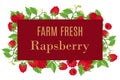 Fresh farm raspberry whole with leaves and flowers vector cartoon illustration summer frame poster.
