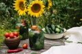 Fresh farm tomatoes in a clay pot, cucumbers in a jar, sunflower flowers, chili peppers, garlic, currant leaves, dill umbrellas on