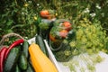 Fresh farm tomatoes in a clay pot, cucumbers in a jar, sunflower flowers, chili peppers, zucchini, currant leaves, dill umbrellas