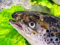 Fresh Atlantic Salmon Fish, Sydney Fish Markets, Australia Royalty Free Stock Photo