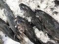 Farmed Salmon Fish on Ice