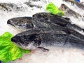 Farmed Salmon Fish on Ice Royalty Free Stock Photo