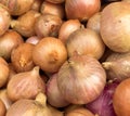 Close up of yellow onions allium cepa