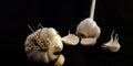 Fresh farming produce garlic isolated with black background Royalty Free Stock Photo