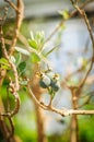 Fresh feijoa fruits on tree in sunshine
