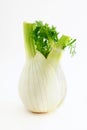 Fresh fennel