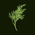 Fresh fennel branch isolated on dark green background. Dill bunch. Vector illustration Royalty Free Stock Photo