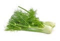 Fresh fennel bulb isolated on a white background Royalty Free Stock Photo